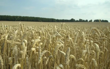 Stock Footage Wheat Field Ready For Harvesting