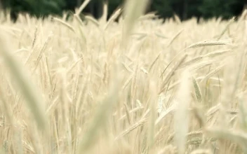 Stock Footage Wheat Field Moved By The Wind