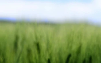 Stock Footage Wheat During The Summer