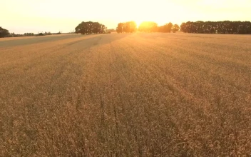 Stock Footage Wheat Field At Sunrise
