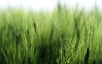 Stock Footage Wheat Crops In A Field