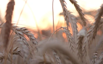 Stock Footage Wheat Crops In The Sunset