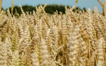 Stock Footage What Swaying In A Gentle Wind