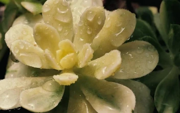 Stock Footage Wet White Succulent Close Up