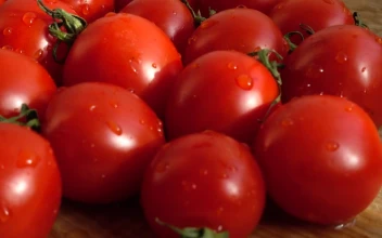 Stock Footage Wet Red Tomatoes On A Board