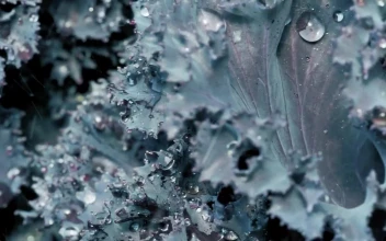Stock Footage Wet Purple Lettuce
