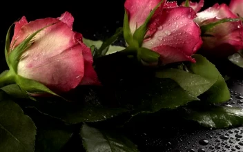 Stock Footage Wet Pink Roses