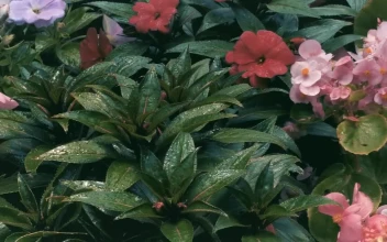 Stock Footage Wet Flowers With Green Leaves