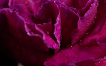Stock Footage Wet Flowers With Close Up View