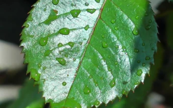 Stock Footage Wet Branch With Leaves And Thorns