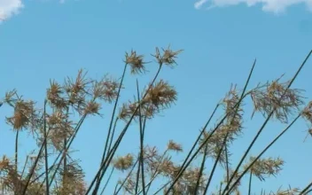 Stock Footage Weeds Waving In The Breeze
