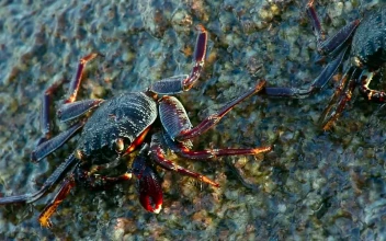 Stock Footage Waves Crashing On A Rock With Crabs