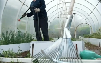 Stock Footage Watering The Plant With A Hose In The Greenhouse