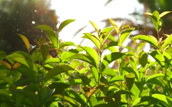 Stock Footage Watering Plants In A Small Garden