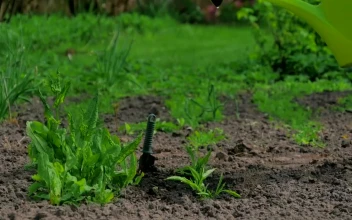 Stock Footage Watering Plants In A Garden