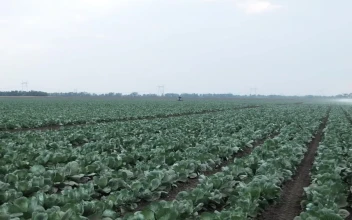 Stock Footage Watering Large Crop Fields