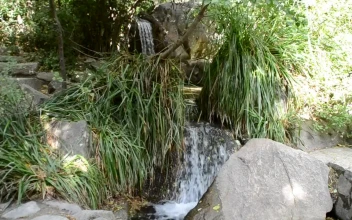 Stock Footage Waterfall Between Ferns