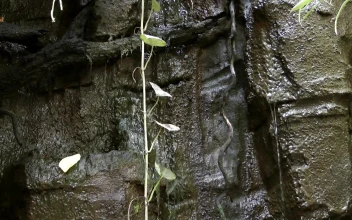 Stock Footage Water Trickling Down A Rock Wall