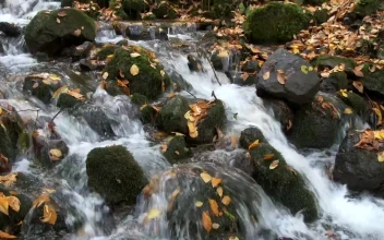 Stock Footage Water Running Through Stream Rocks And Leaves
