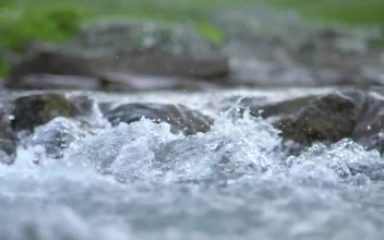 Stock Footage Water Running On A Little Stream