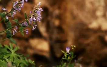 Stock Footage Water Running Down A Rock By Flowers
