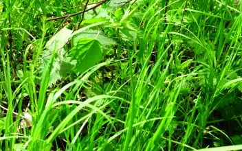 Stock Footage Water Flowing Through A Meadow