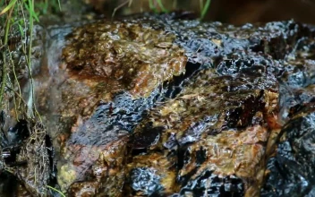Stock Footage Water Flowing Over Muddy Rocks