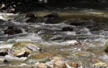 Stock Footage Water Flowing Over Rocks And Logs