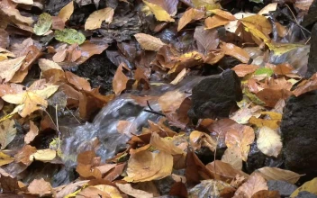 Stock Footage Water Flowing Between Autumn Leaves