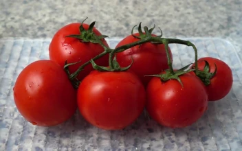 Stock Footage Washing Tomatoes Slow Motion