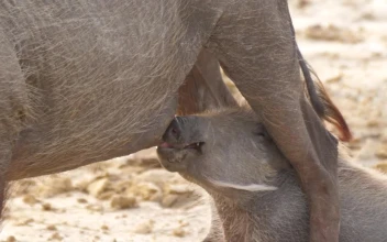 Stock Footage Warthog Baby Drinking Milk From His Mom