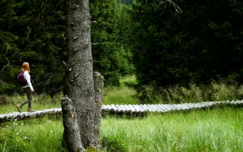 Stock Footage Walking Through Pine Forest On A Wooden Path