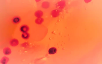 Stock Footage Viruses In Bloodstream