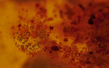 Stock Footage Viruses Absorbing Cells