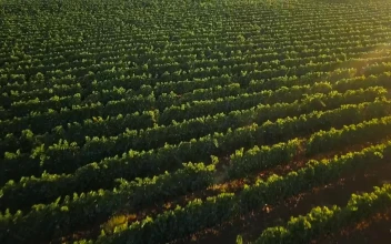 Stock Footage Vineyard In Late Summer