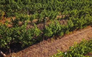 Stock Footage Vineyard Before Harvest