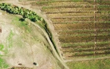 Stock Footage Vineyard And Empty Fields