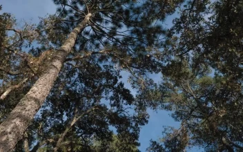 Stock Footage View Of Tall Trees And Clear Sky