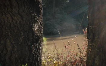 Stock Footage View Of A River Between Two Old Trees