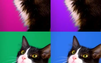 Stock Footage Video Of A Cat Played Four Times With Different Colored