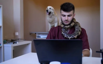 Stock Footage Vet Working While Holding A Snake