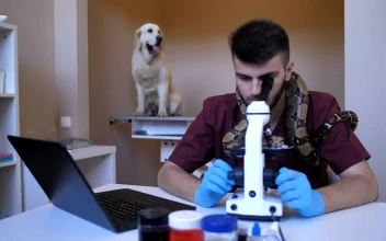 Stock Footage Vet And His Snake Working On A Laptop