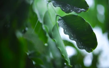 Stock Footage Very Close Shot Of The Leaves Of A Tree Wet