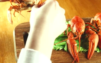 Stock Footage Using Tools To Eat Lobster
