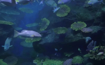 Stock Footage Using A Tablet To Photograph Fish