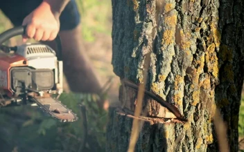 Stock Footage Using A Chainsaw To Cut Down A Tree