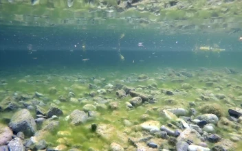 Stock Footage Underwater View Of A Lake With Stones And Little Fish