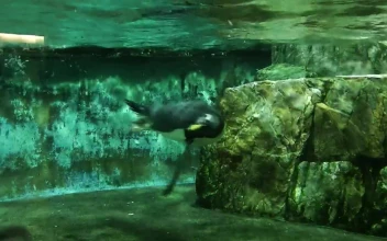 Stock Footage Underwater Shot Form A Diver Of Penguins Swimming