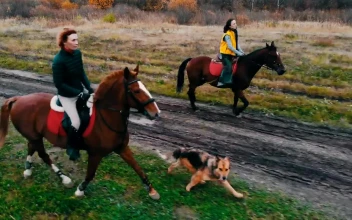 Stock Footage Two Women Galloping In The Field