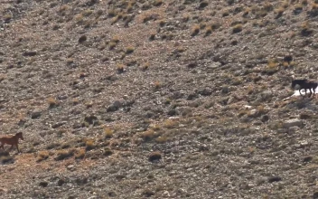 Stock Footage Two Wild Horses In The Valley